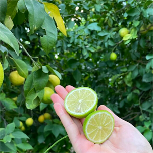 Yeşil Limon Az Sulu/Aromatik 1 Kg